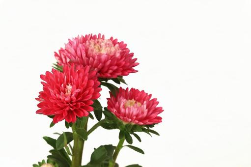 アスター菊の写真