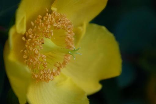 金色に輝く梅の花 金色に輝く梅の花 キンシバイ,花,オトギリソウ科の植物の写真素材