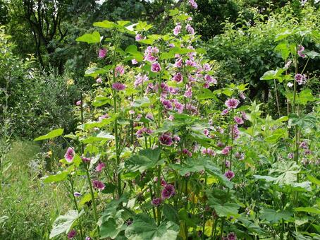 コモンマロウ　咲く風景 草花,鮮やか,自然風景の写真素材