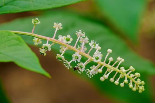 ヨウシュヤマゴボウ⑹ ヨウシュヤマゴボウ⑹ 植物,ヨウシュヤマゴボウ,花の写真素材