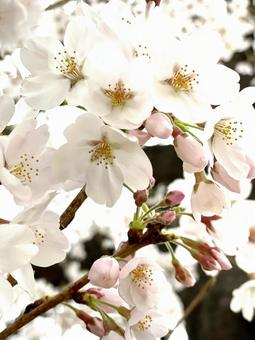 さくら 花 さくら 花の写真