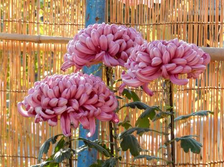 【風景写真】福山菊花展覧会の風景 キク,菊,菊花展の写真素材