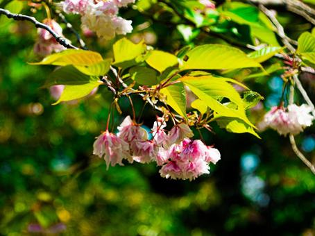 春色の新緑に咲く八重桜 春色の新緑に咲く八重桜の写真