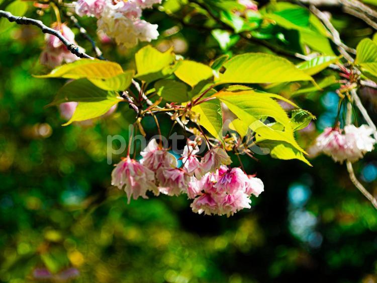 春色の新緑に咲く八重桜 八重桜,春,花の写真素材