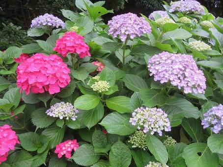 濃ピンクと薄ブルーのアジサイ 濃ピンクと薄ブルーのアジサイ アジサイ,紫陽花,梅雨の写真素材