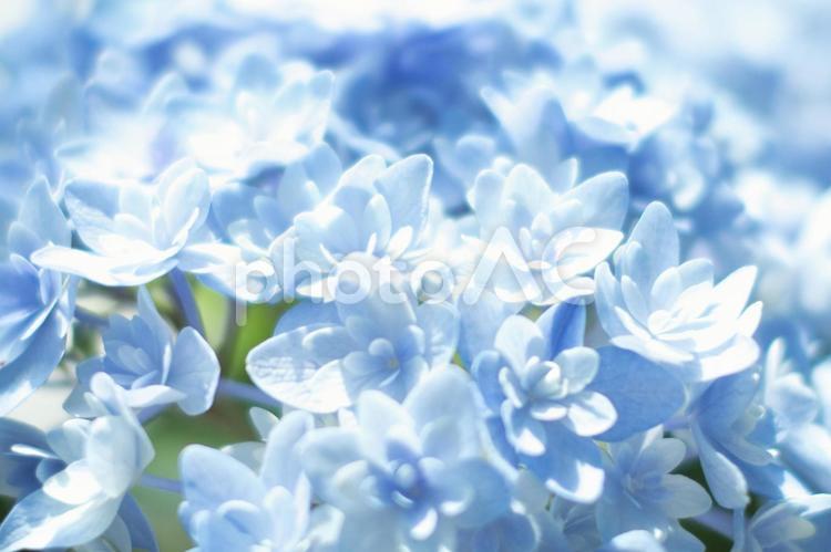美しい水色のあじさい あじさい,アジサイ,紫陽花の写真素材