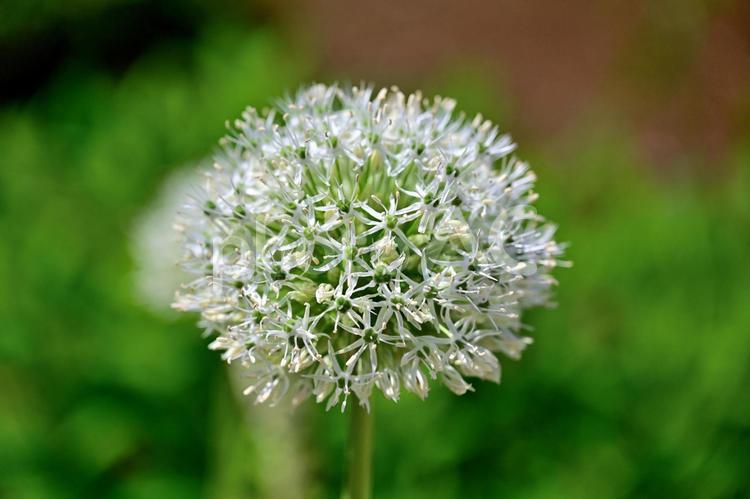 藤の花（栃木あしかがフラワーパーク） 花,藤,ふじの写真素材