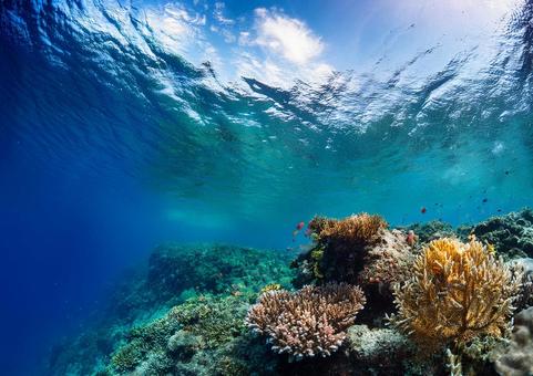 海のサンゴ礁 海のサンゴ礁の写真