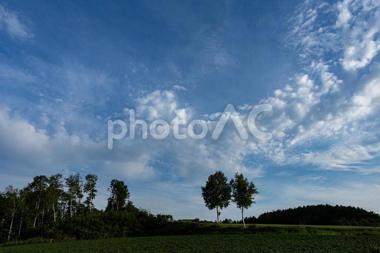白樺の木と大空 きれい,ゆとり,北海道の写真素材
