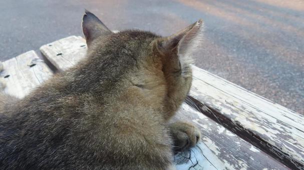 ベンチの上で夕涼みしているもふもふな猫 ベンチの上で夕涼みしているもふもふな猫の写真