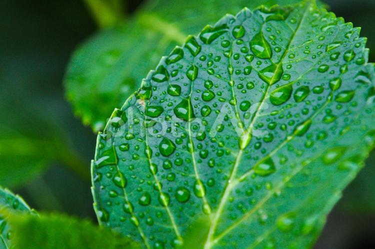雨上がりのアジサイの葉 葉,しずく,雨の写真素材