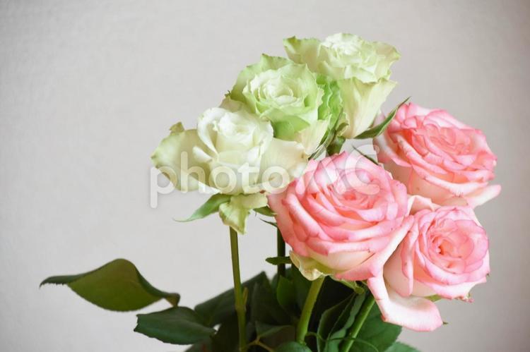 ピンクと緑のばら ピンク,ばら,薔薇の写真素材