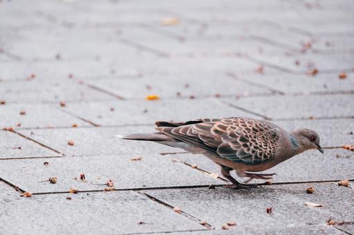よちよち歩きの鳩 よちよち歩きの鳩 鳩,鳥,野生の写真素材