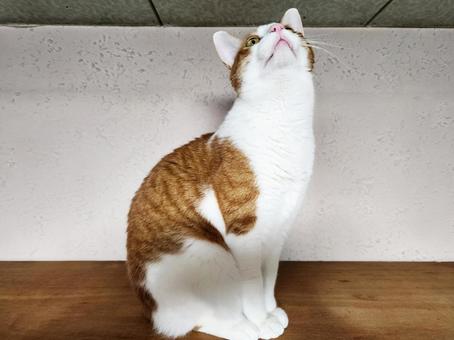 高いところが好きな茶トラ猫 高いところが好きな茶トラ猫の写真