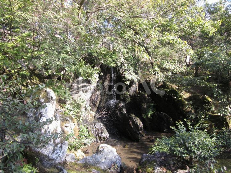 水が流れる岩場と木々 自然,葉,水域の写真素材
