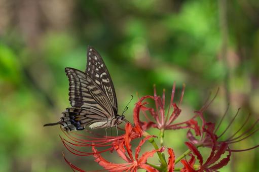 Red spider lilies and swallowtail butterflies, JPG