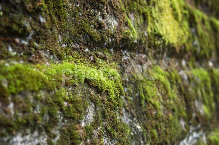 苔の生えた石垣 苔,石垣,緑の写真素材