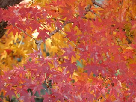 【紅葉写真】美しい紅葉風景 モミジ,紅葉,晩秋の写真素材