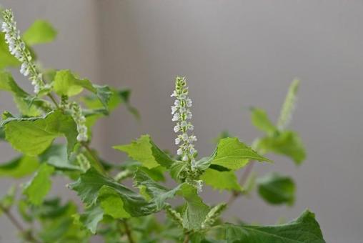 しその花 しそ,紫蘇,シソの写真素材