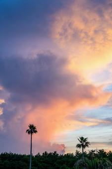 夕暮れに映えるヤシの木 夕暮れに映えるヤシの木 夕焼け,夕景,夕方の写真素材