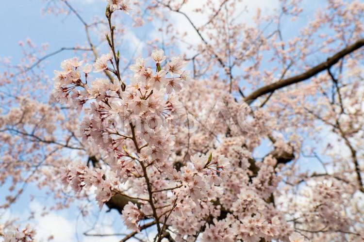 榴岡公園の桜⑸ 花,サクラ,さくらの写真素材