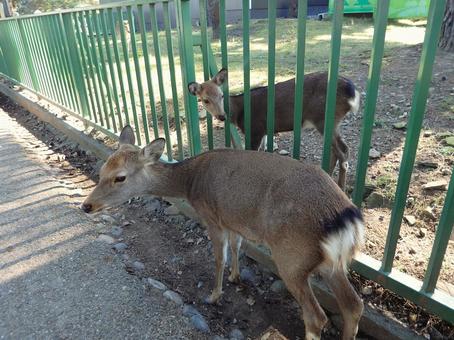 奈良公園に行く道にいる鹿たち2 鹿,動物,自然の写真素材