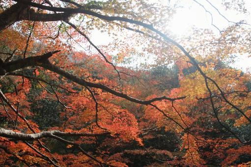 紅葉 もみじ 紅葉 もみじの写真