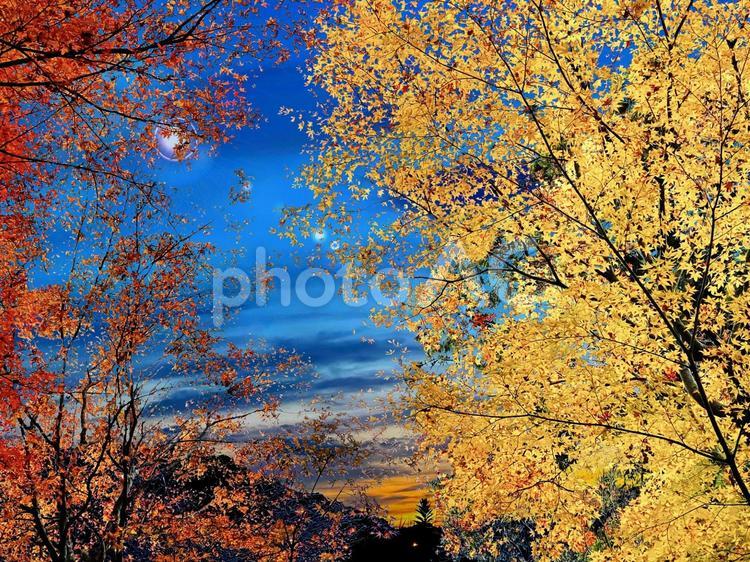 夕焼けの染まる秋の紅葉　黄色と赤色 紅葉,秋,夕暮れの写真素材