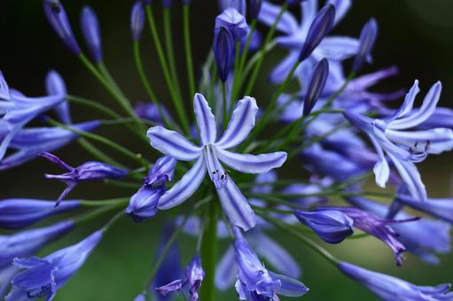 Photo, agapanthus, purple clam, murasaki kunsiran, 