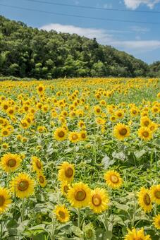 青空と満開のひまわり畑