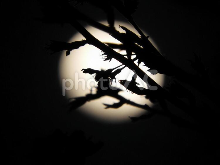 満月に浮かぶ桜 夜桜,月,満月の写真素材