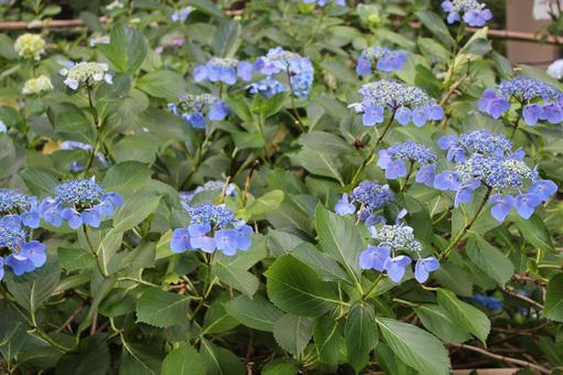 Hydrangea 69, JPG Hydrangea 69, JPG