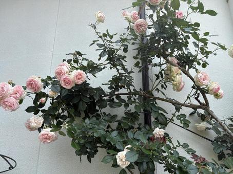 バラ バラ バラ,春,夏の写真素材