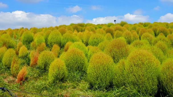 ひたち海浜公園・初秋の色づき始めたコキア ひたち海浜公園・初秋の色づき始めたコキアの写真
