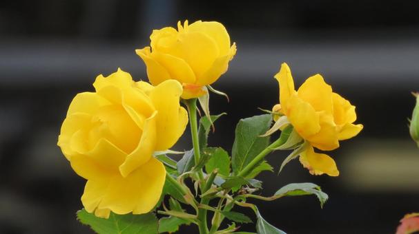 バラ バラ,薔薇,ばらの写真素材