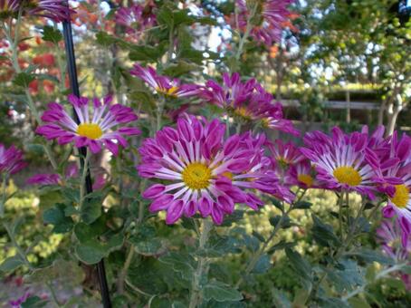 紫色の小菊の花 植物,花,キク科の写真素材