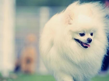 白いポメラニアン③ 犬,ポメラニアン,ポメの写真素材