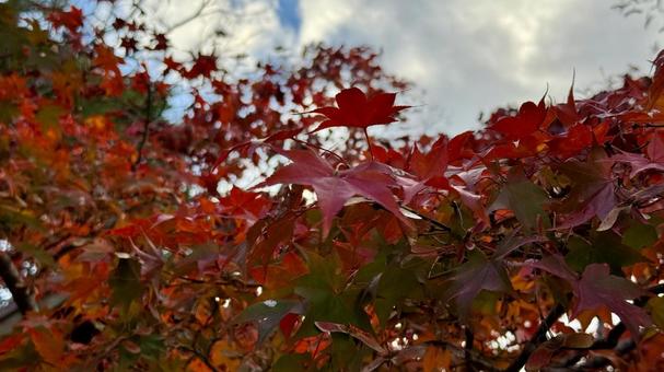 真秋の景色 三保ダム,丹沢湖,紅葉の写真素材