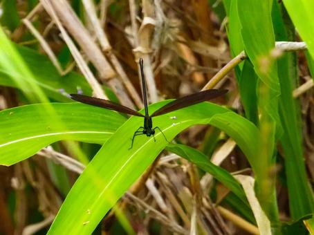 葉にとまるハグロトンボ ハグロトンボ,昆虫,生物の写真素材