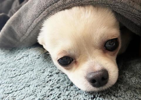 毛布から顔をだすチワワ チワワ,犬,わんちゃんの写真素材