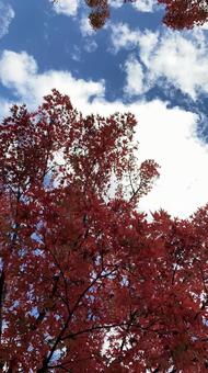 紅葉　素材 秋,紅葉,もみじの写真素材