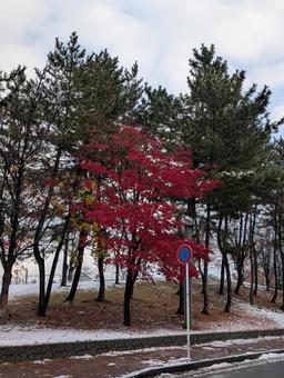 雪と紅葉２ 紅葉,モミジ,赤の写真素材