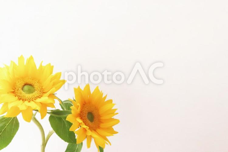 ひまわり　メッセージカード 父の日,ひまわり,ヒマワリの写真素材