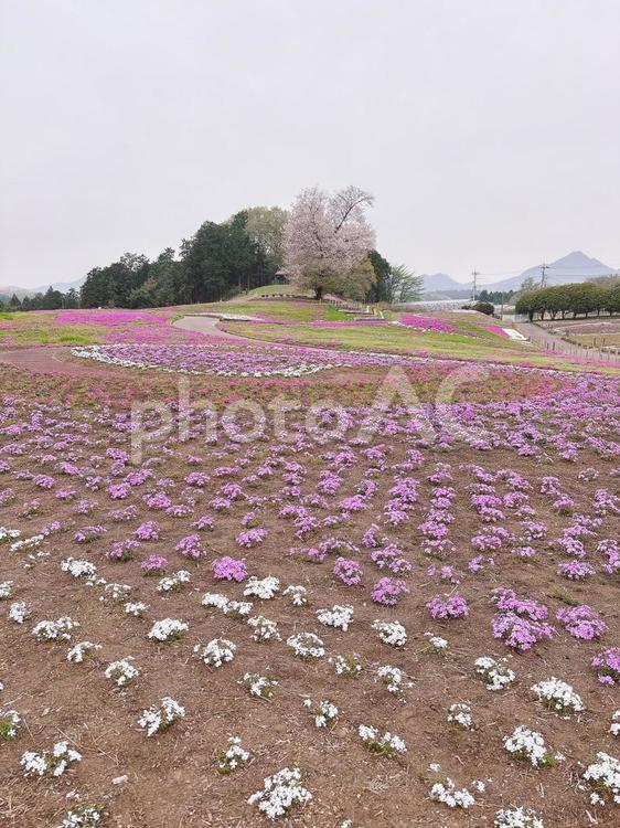 みさと芝桜公園 芝桜,公園,春の写真素材