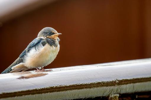 柵にとまるツバメ・コピースペース ツバメ,燕,野鳥の写真素材