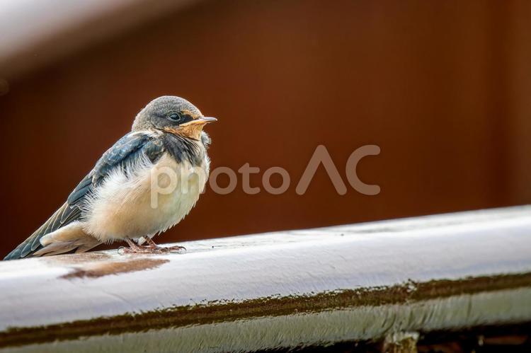 柵にとまるツバメ・コピースペース ツバメ,燕,野鳥の写真素材