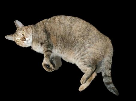 寝転がる 猫 驚きの丸い目 猫写真 寝転がる 猫 驚きの丸い目 猫写真の写真