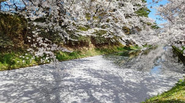 花筏(ミニ) 花筏(ミニ) 弘前公園,花筏,桜の絨毯の写真素材