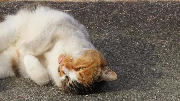 へそ天姿があざと過ぎるもふもふな三毛猫 三毛猫,猫,ヘソ天の写真素材