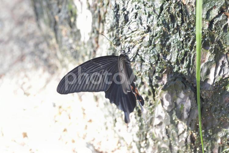 松の木にとまるジャコウアゲハ 木,春,癒しの写真素材